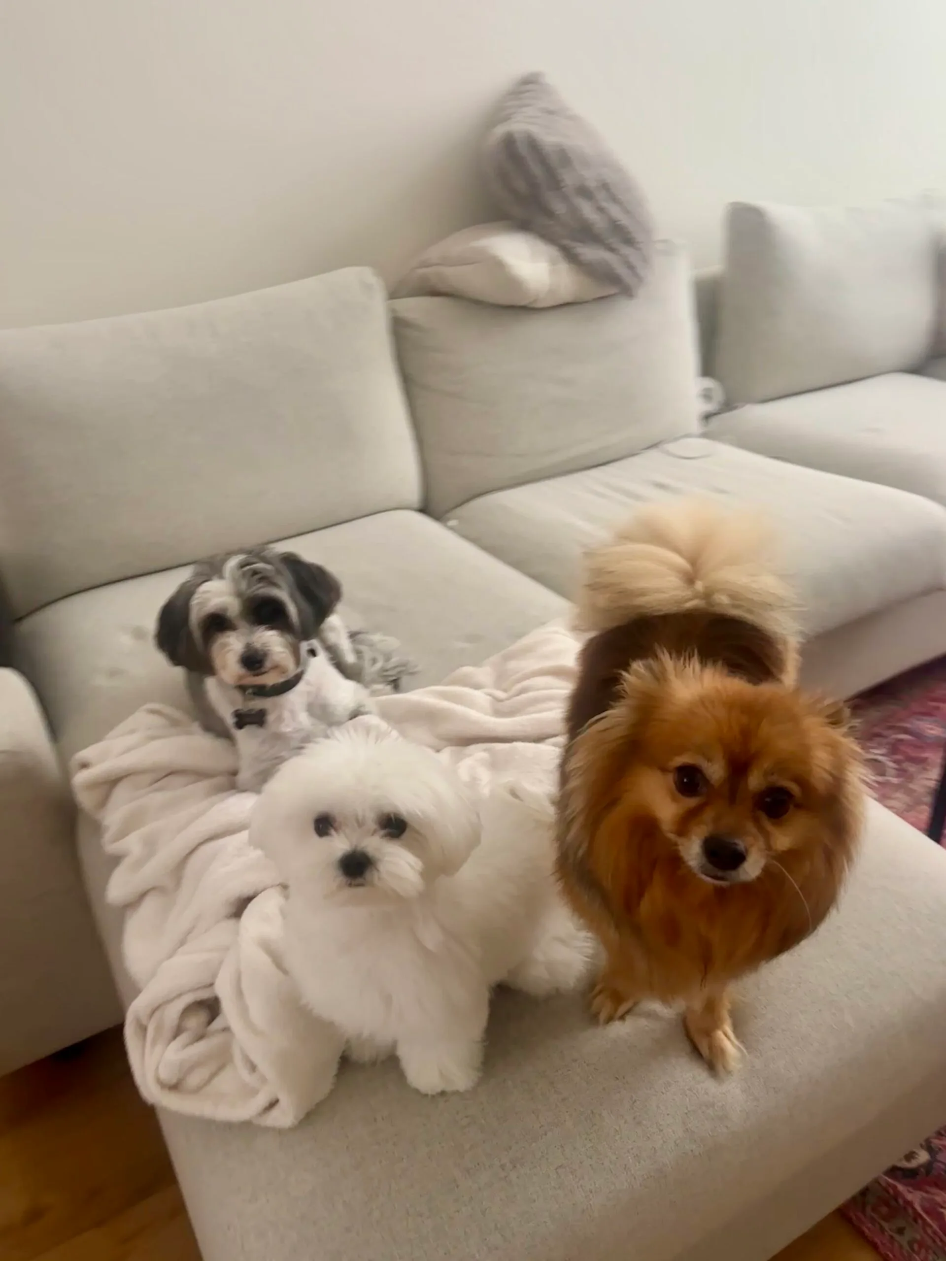 Guest at dog boarding Haarlem