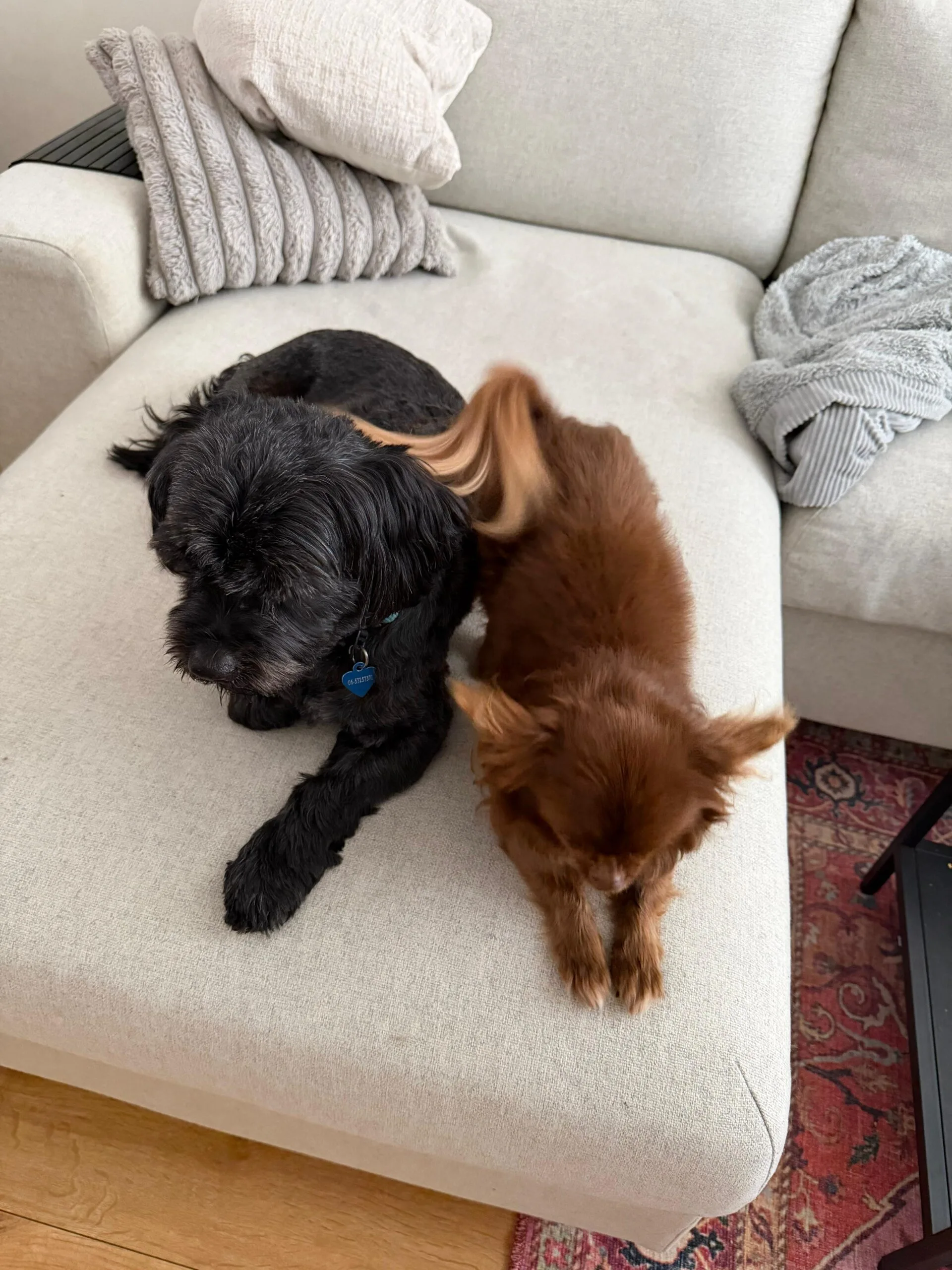 Guest at dog boarding Haarlem