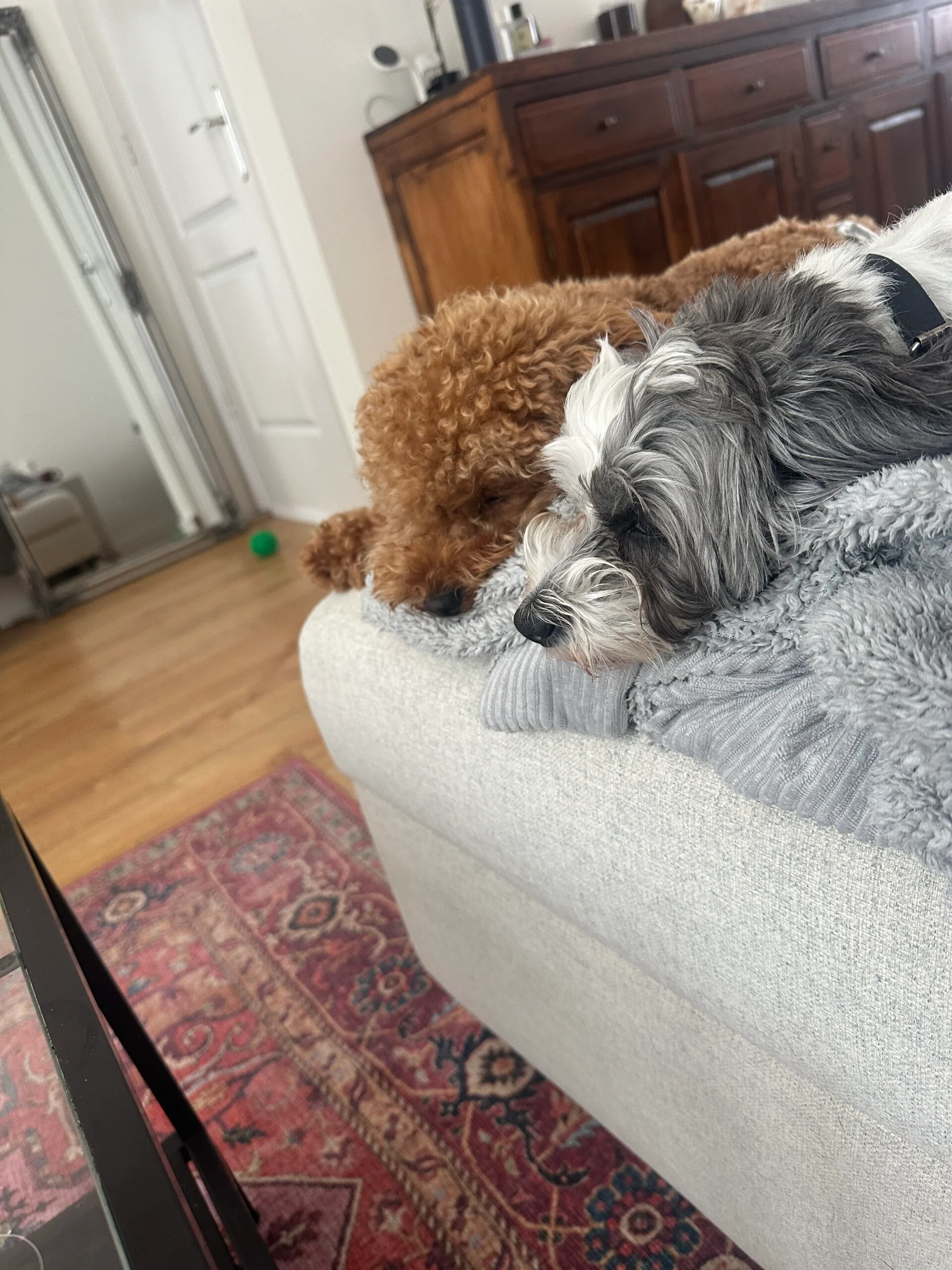 Guest at dog boarding Haarlem
