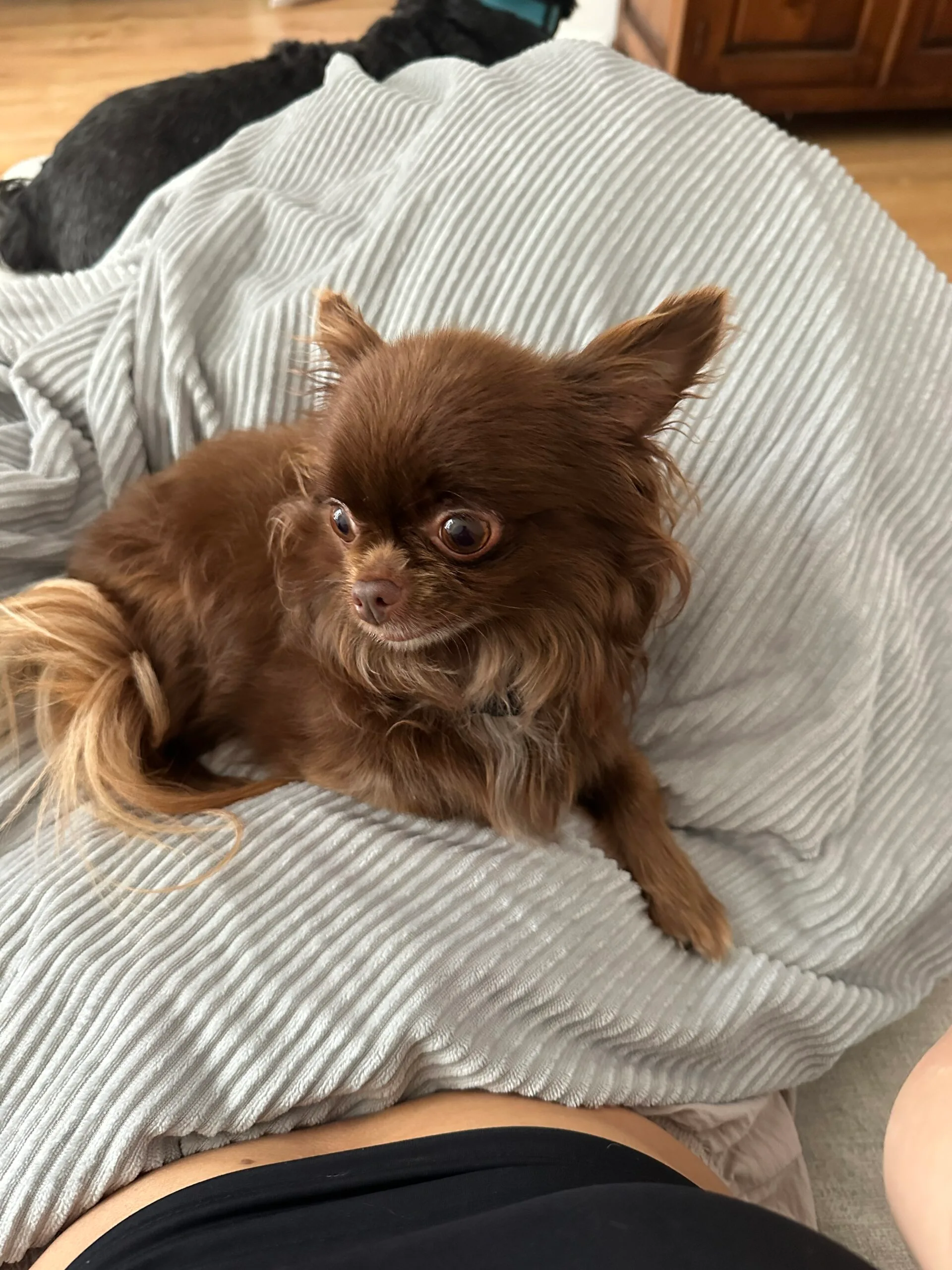 Guest at dog boarding Haarlem