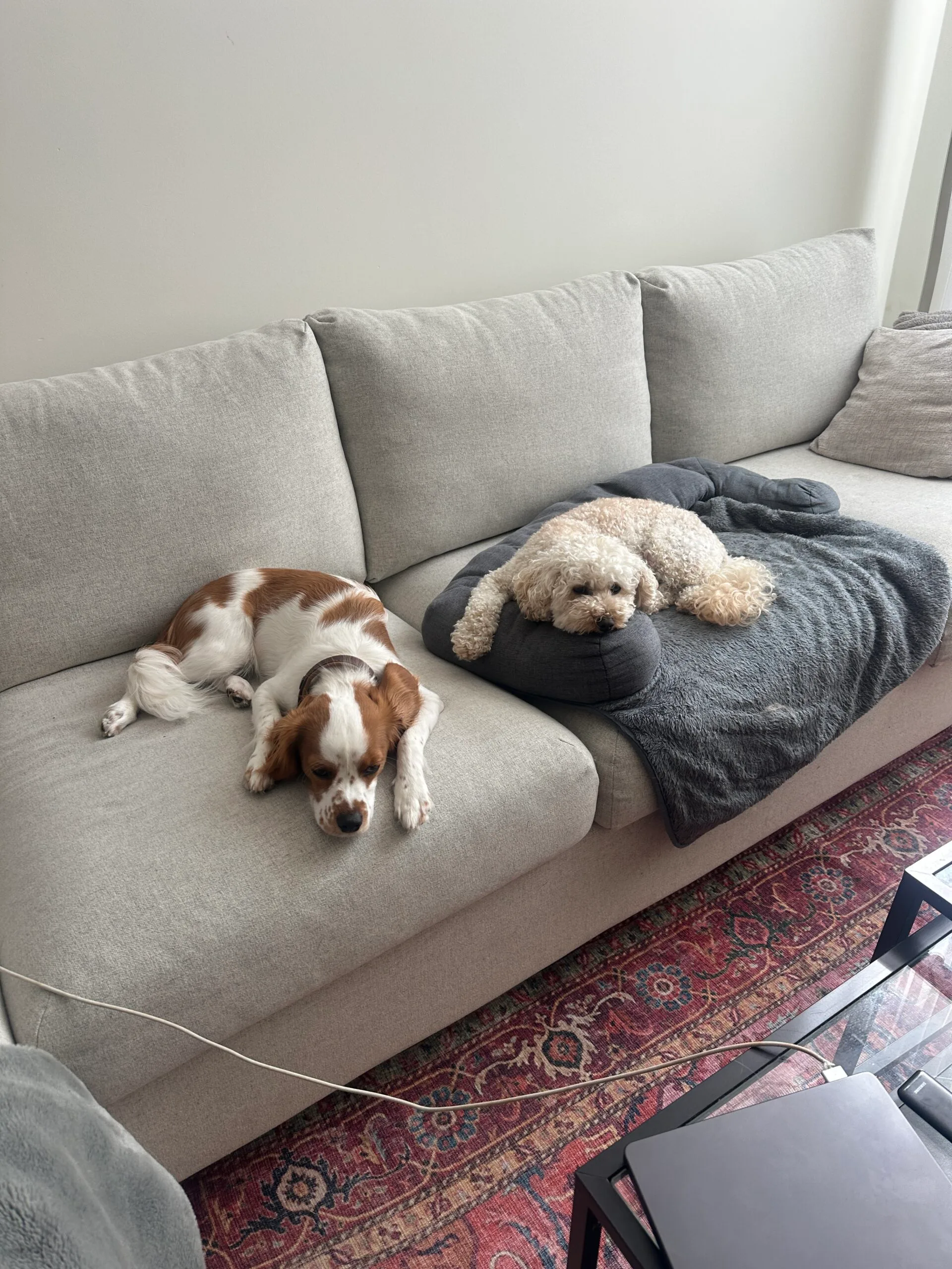 Guest at dog boarding Haarlem
