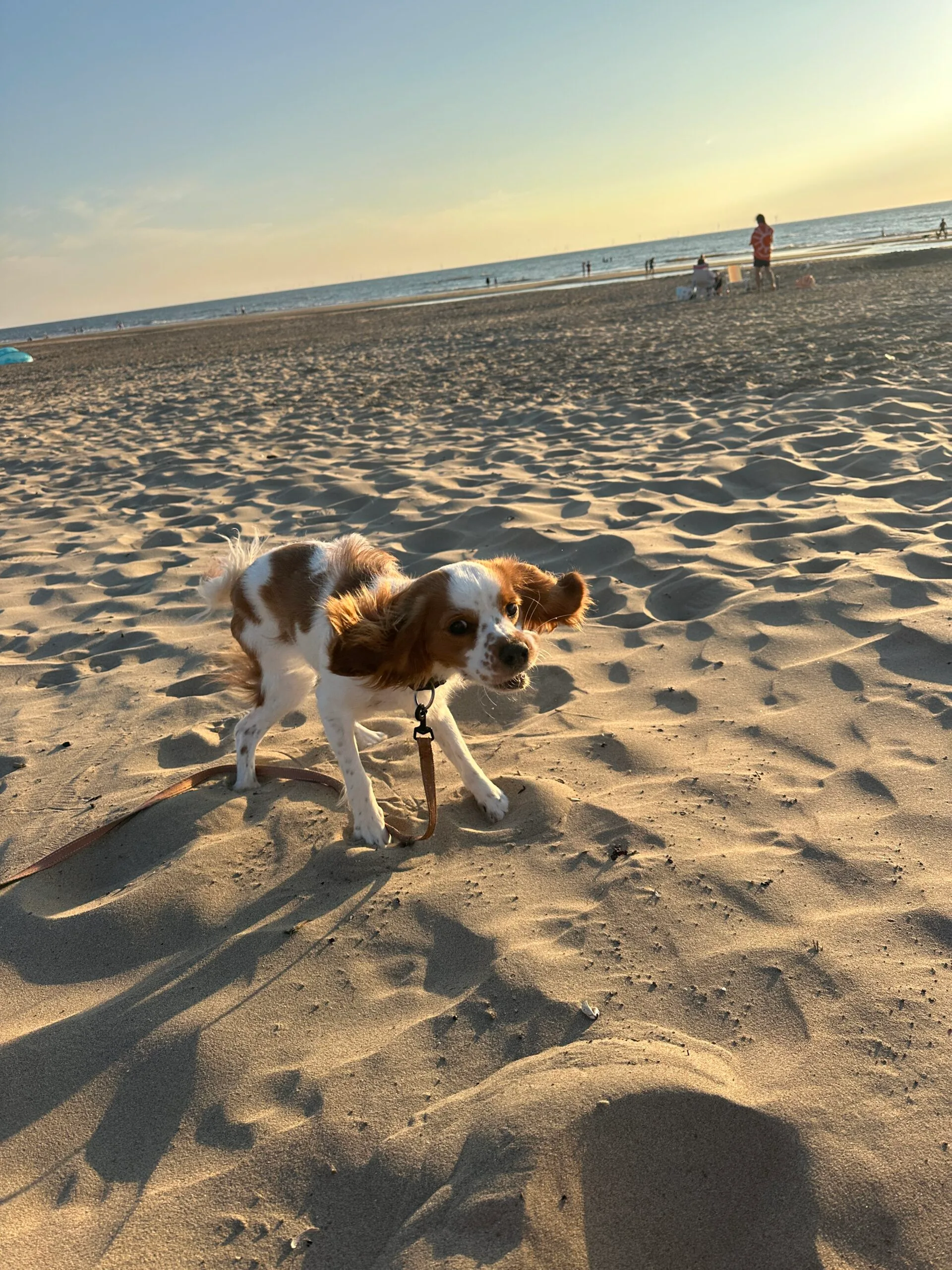 Guest at dog boarding Haarlem