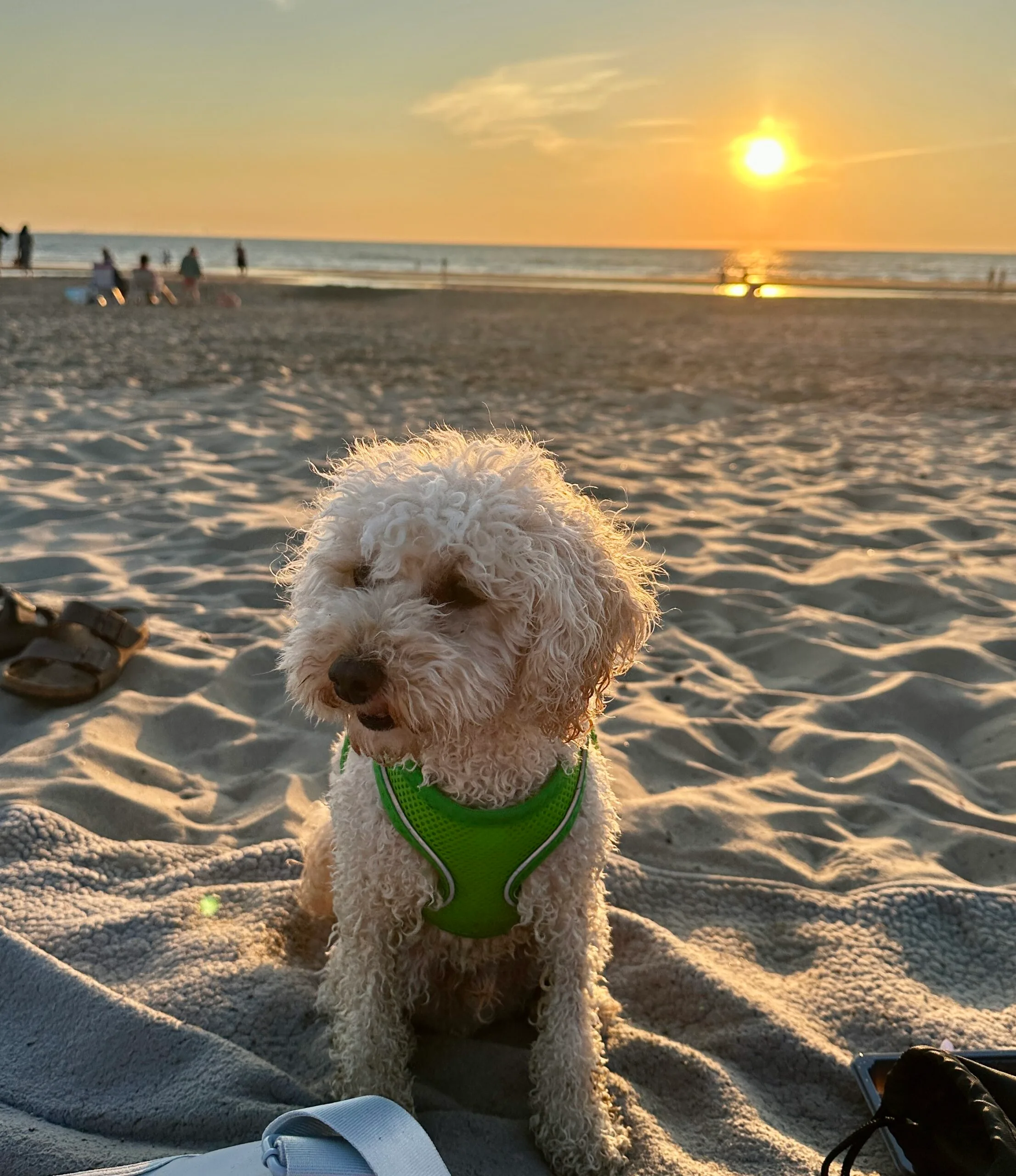 Guest at dog boarding Haarlem
