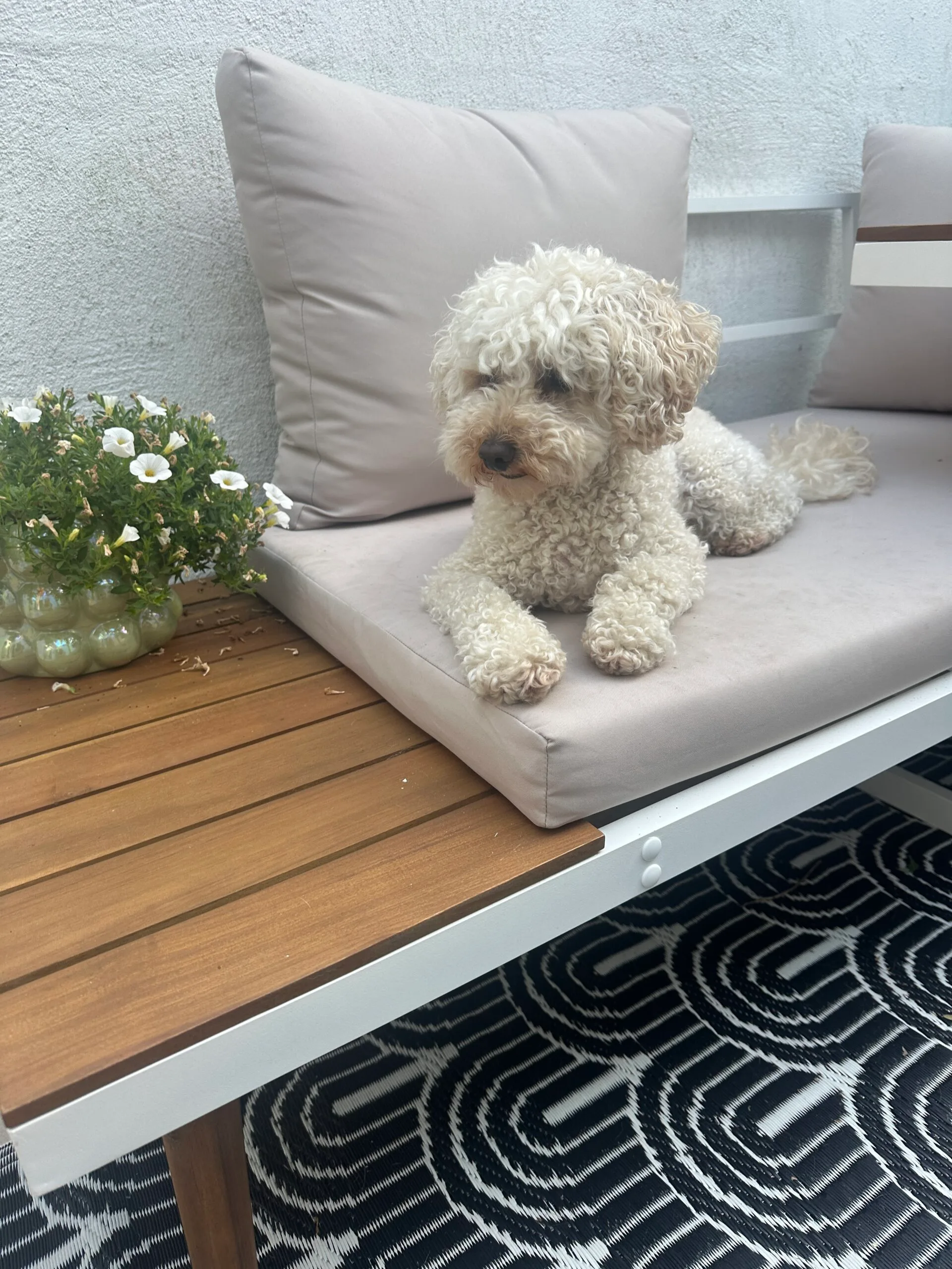 Guest at dog boarding Haarlem