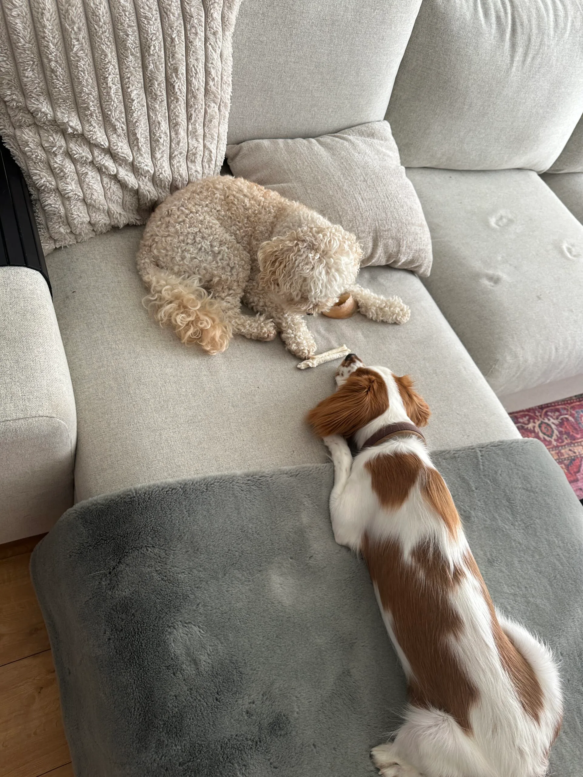 Guest at dog boarding Haarlem