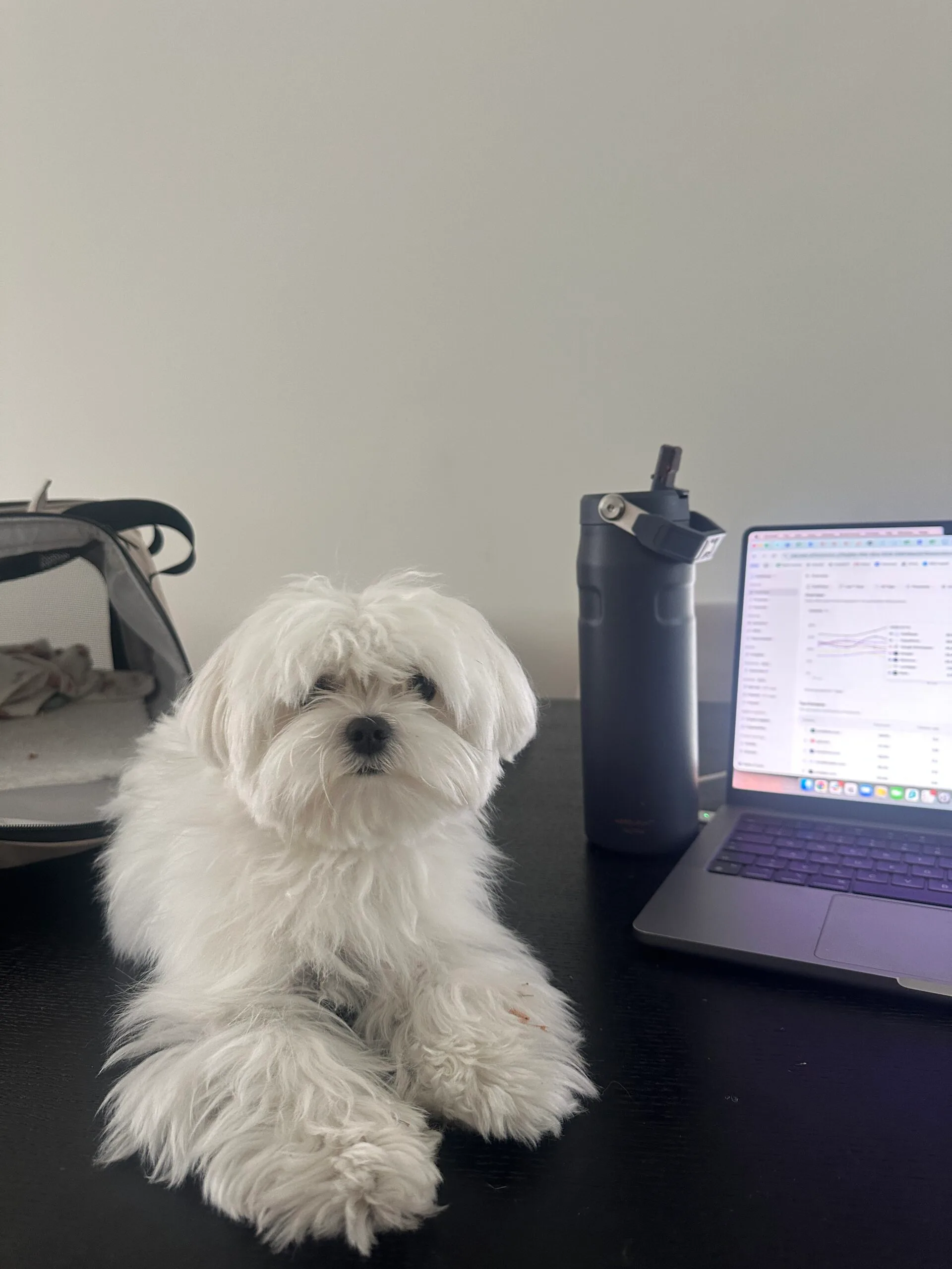 Guest at dog boarding Haarlem