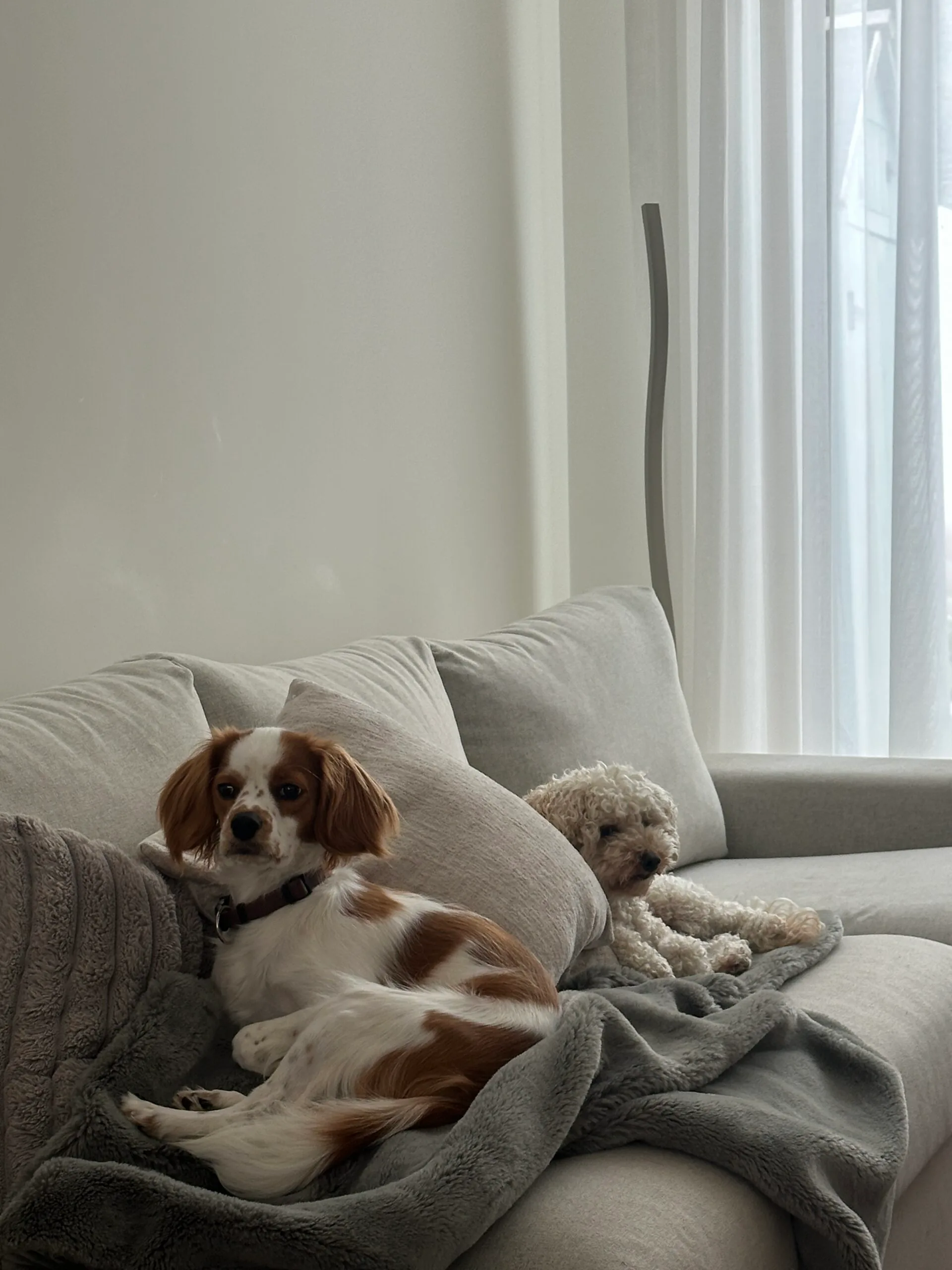 Guest at dog boarding Haarlem