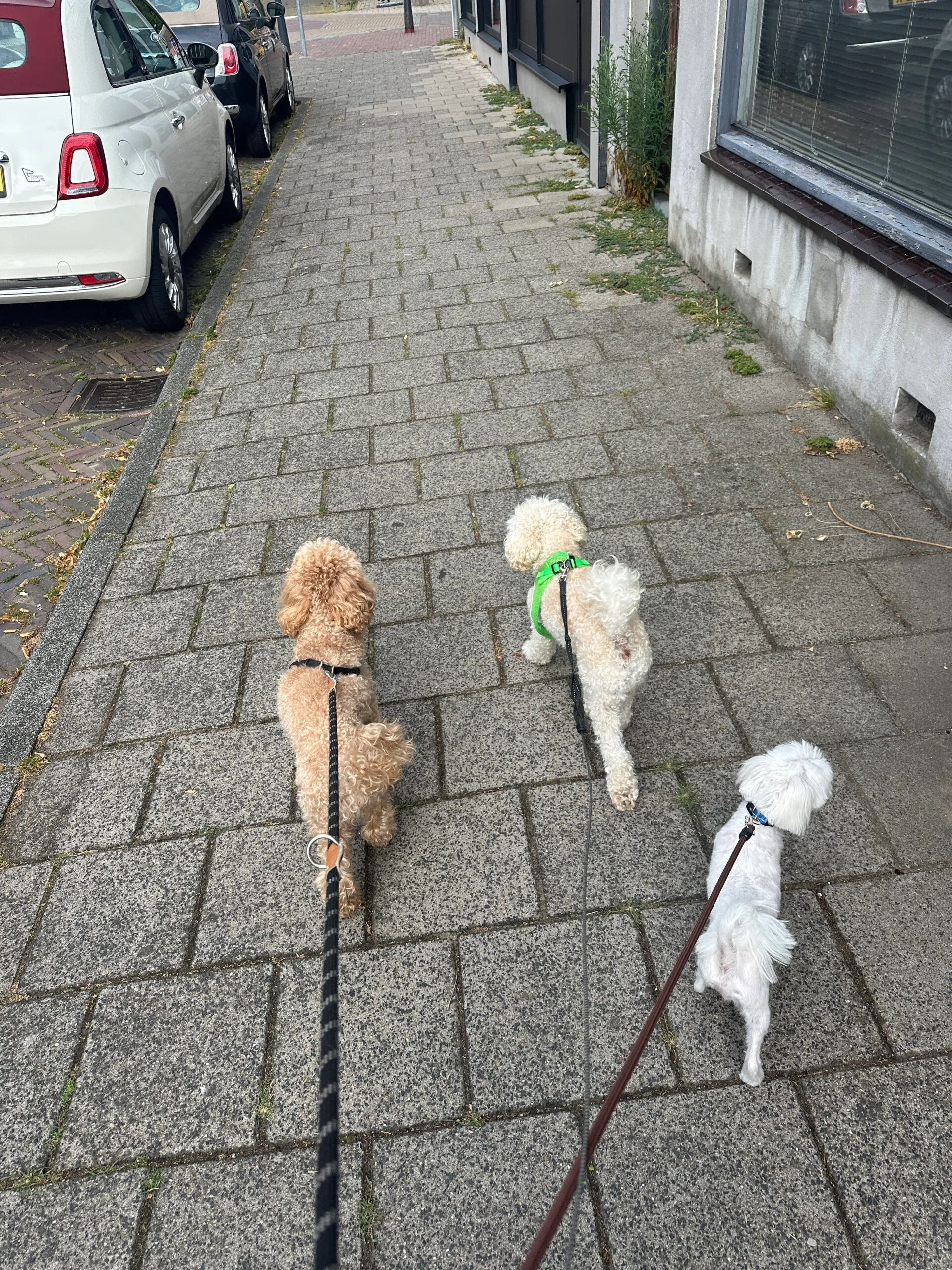 Guest at dog boarding Haarlem