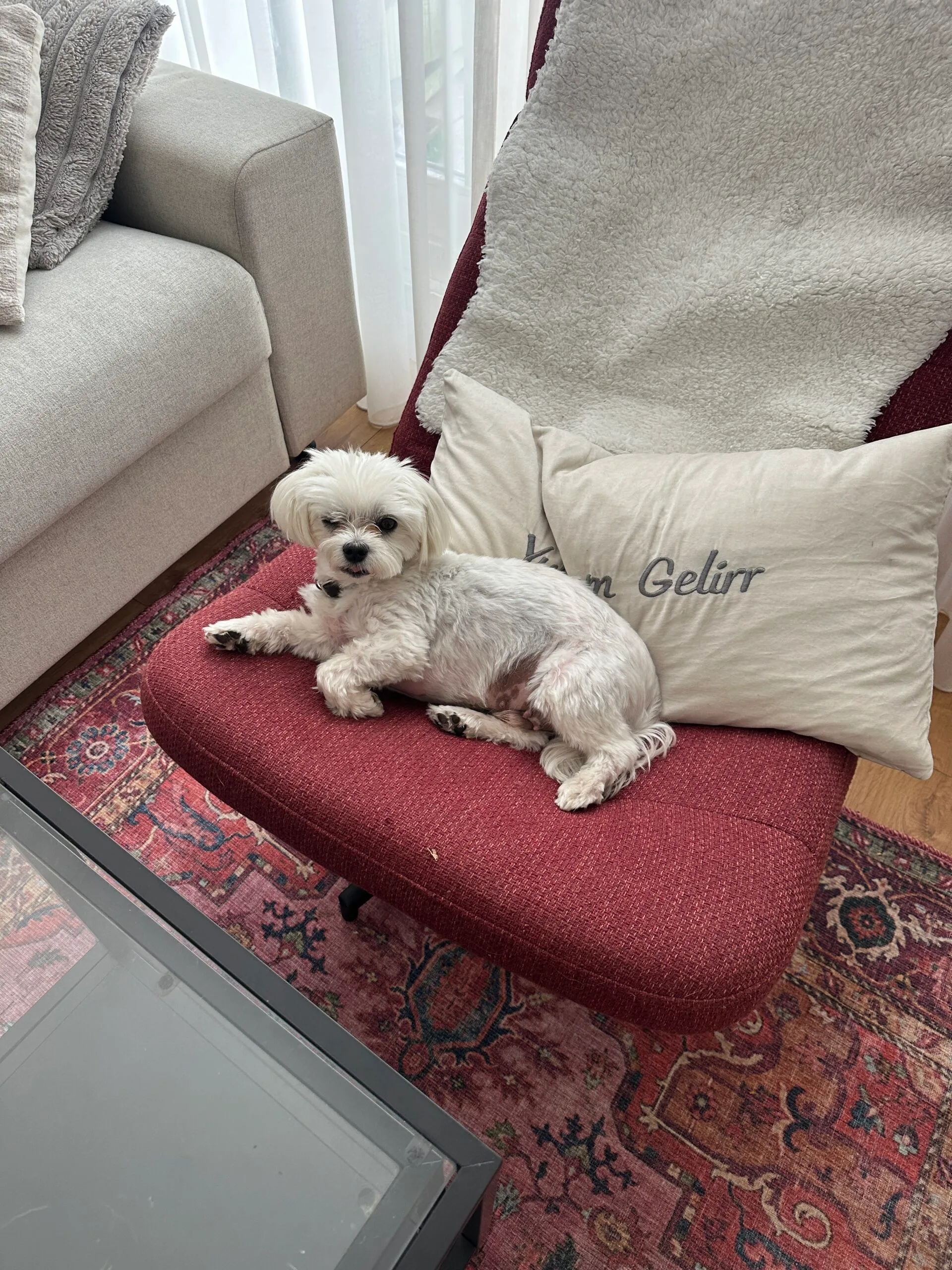 Guest at dog boarding Haarlem