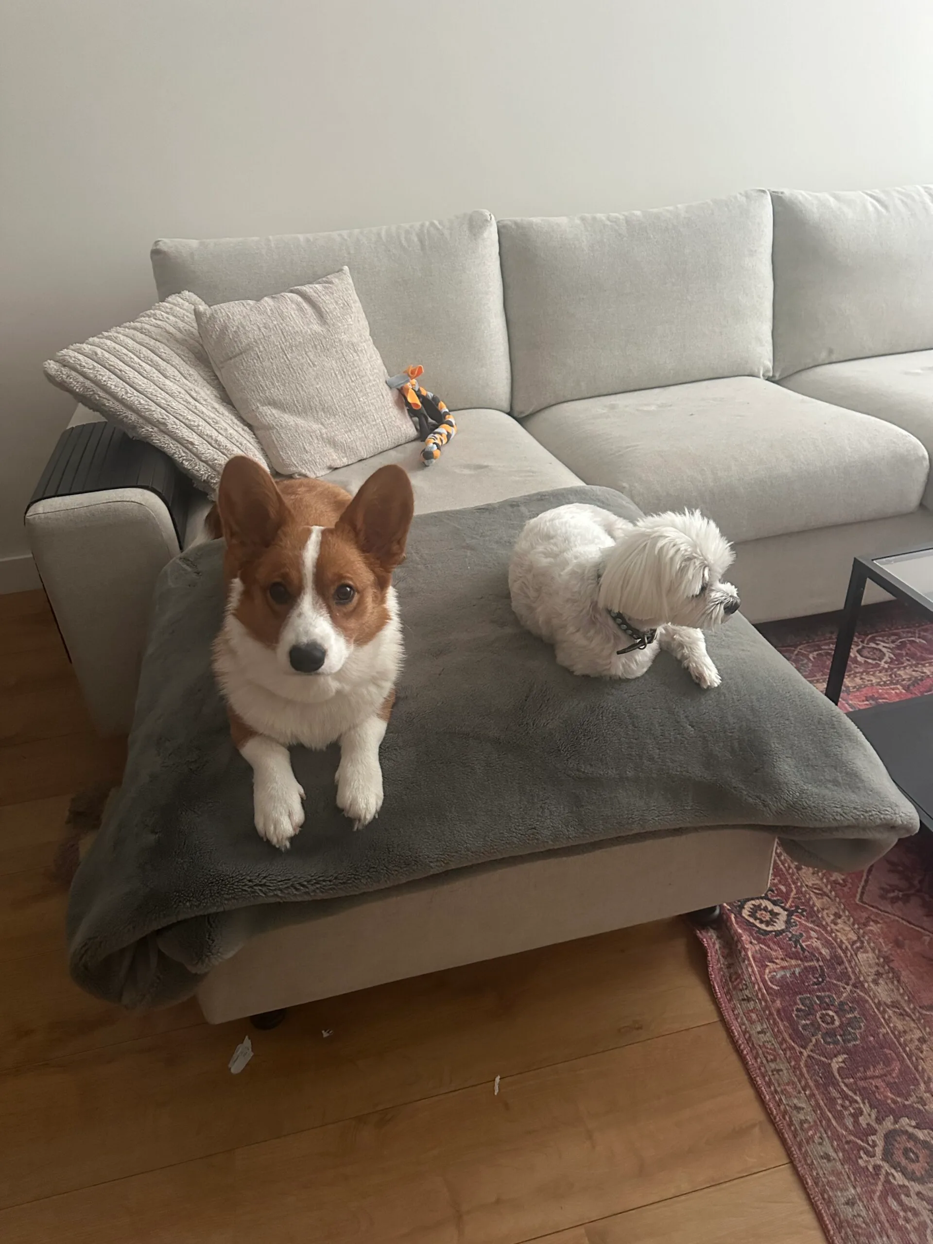 Guest at dog boarding Haarlem