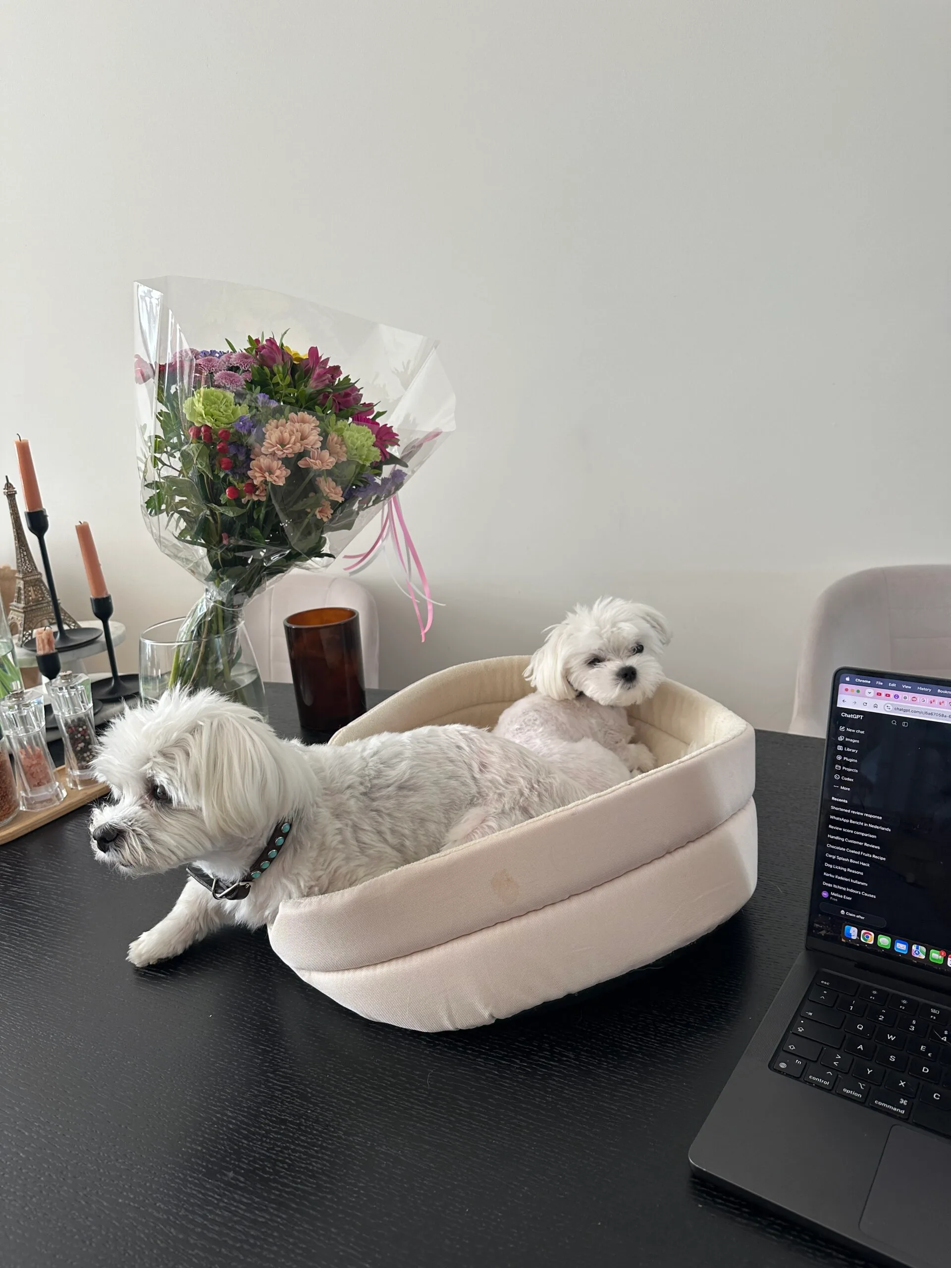 Guest at dog boarding Haarlem