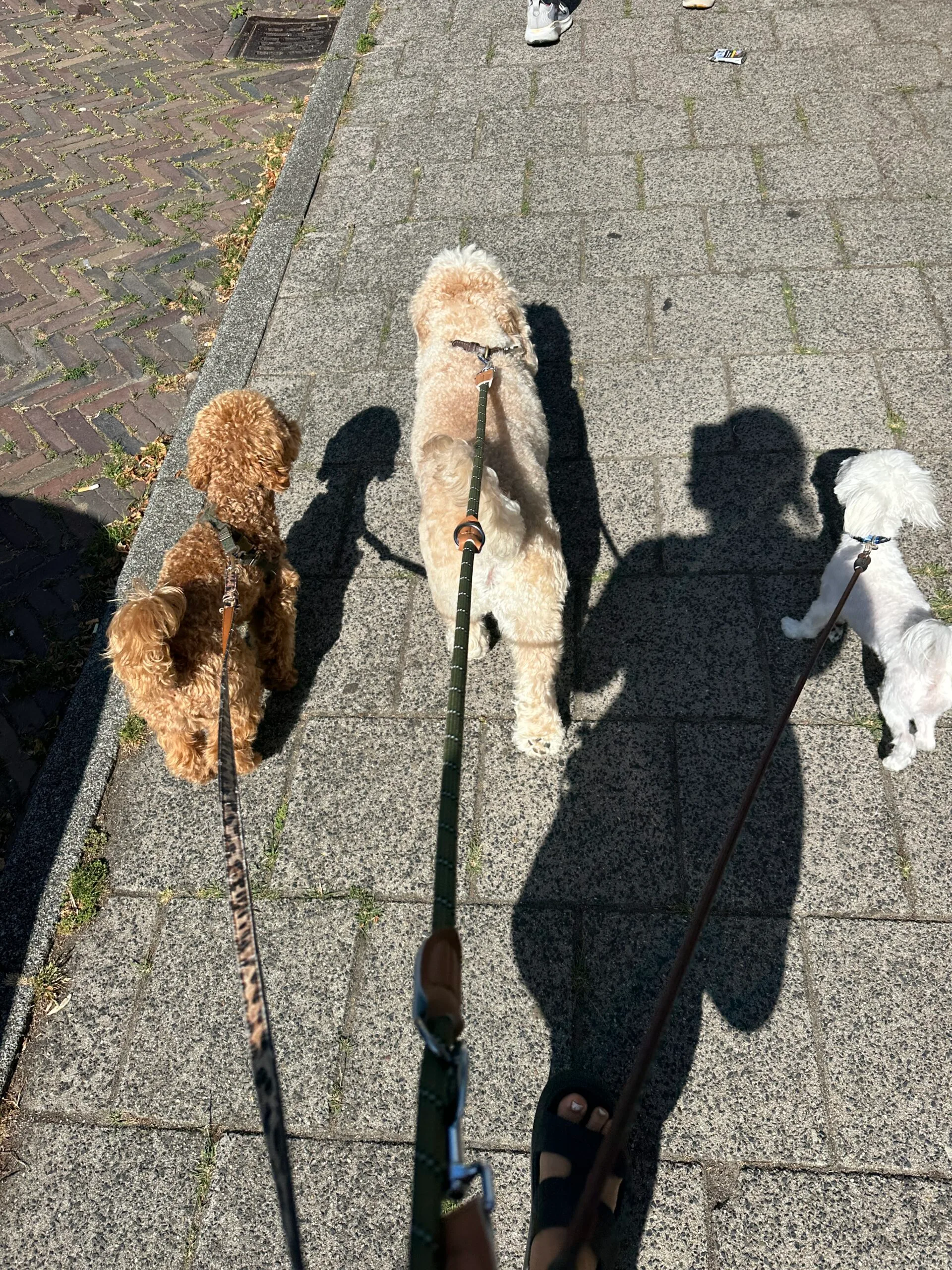 Guest at dog boarding Haarlem