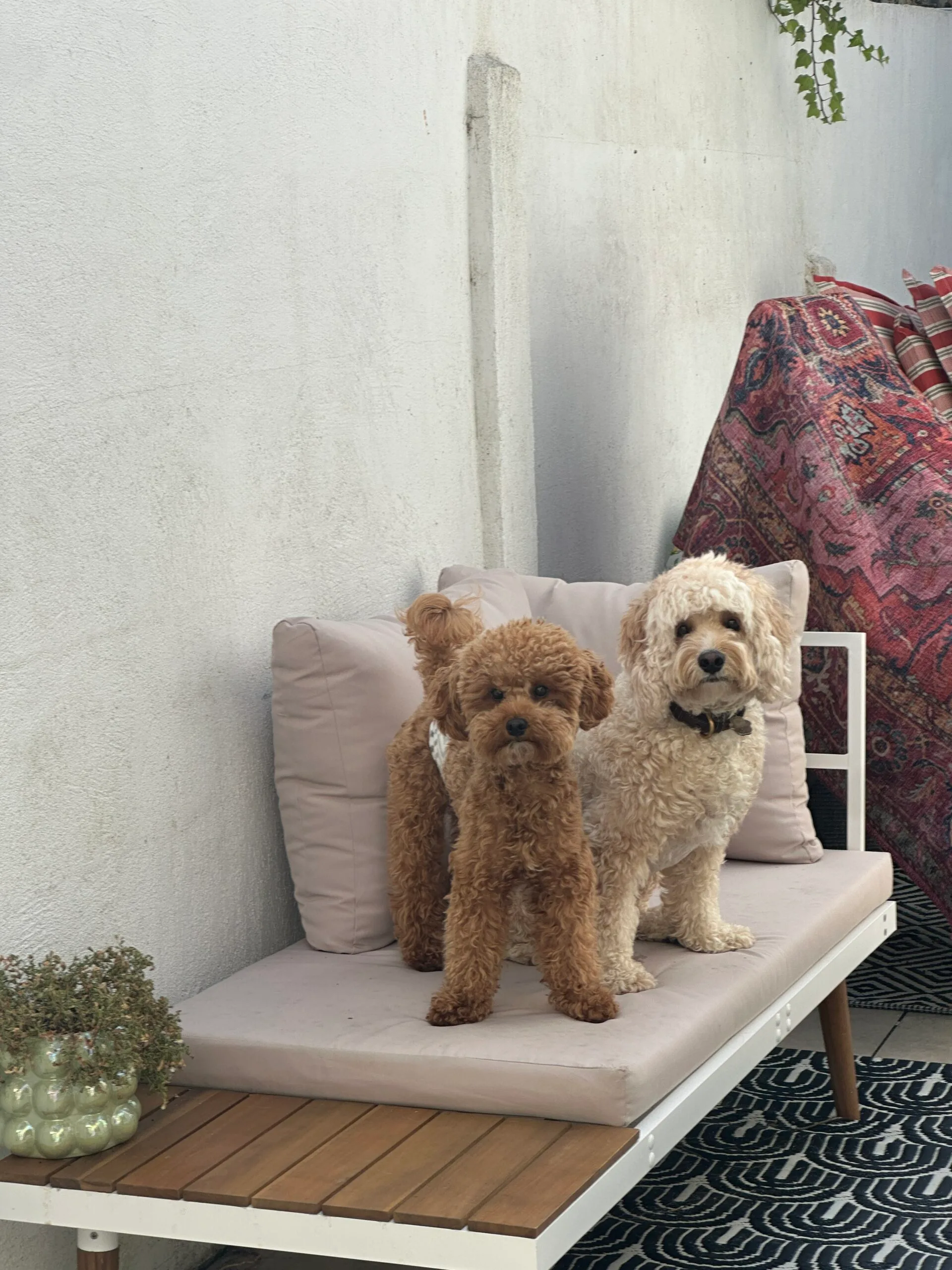 Guest at dog boarding Haarlem