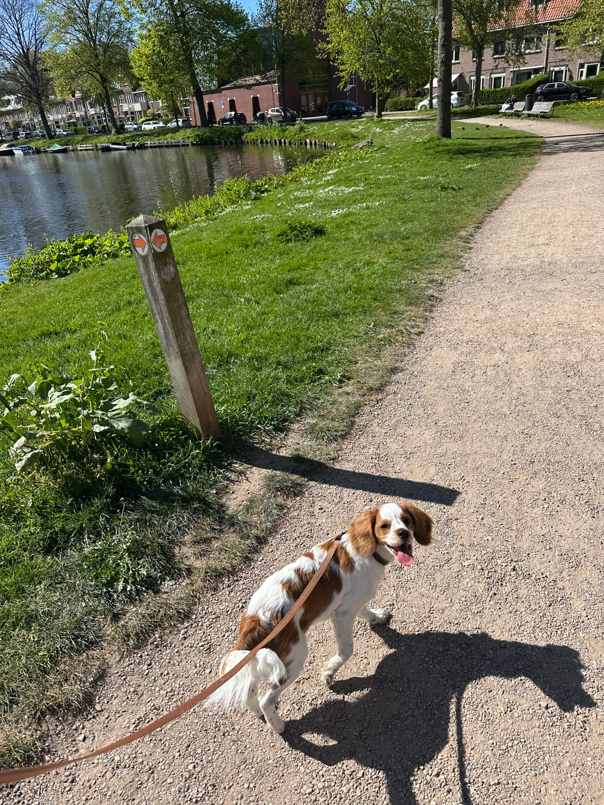 Guest at dog boarding Haarlem